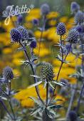 Eryngium  planum Blue Cap